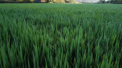 Frische Blätter von Reisfeldern, die in Südostasien wachsen. Langsames Aufdrehen im Kinoformat
