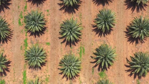Aerial footage of Date palms plantation in the desert