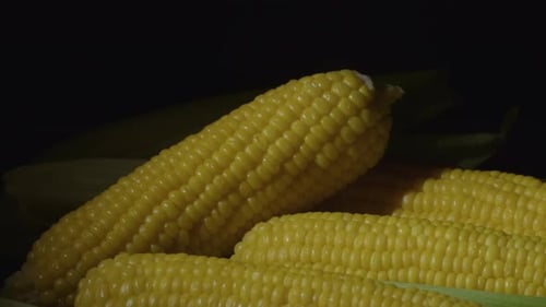 Boiled corn close-up rotating. Many ripe hot corn in the cob are spin around, rotation, slow motion
