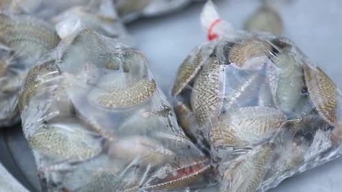 Rohe thailändische Meeresmuschel, verpackt in einer Plastiktüte auf dem lokalen Fischmarkt