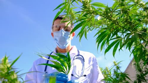 Ein Arzt, der eine medizinische Cannabisstudie mit selektivem Fokus durchführt