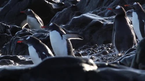 Gentoo Penguins Swimming in the Antarctic Ocean