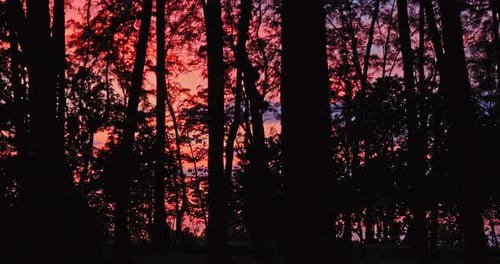 Pine Tree Silhouettes Against Vibrant Red Sunset Sky at Dusk