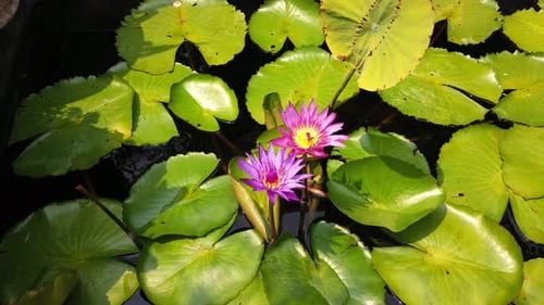 Close-up of Bees swarm on purple lotus or waterlily flower on the pond at sunny day. Panning right s