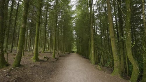 Walking Under Lush Forest Pine Trees Along Quiet Trail In Woods