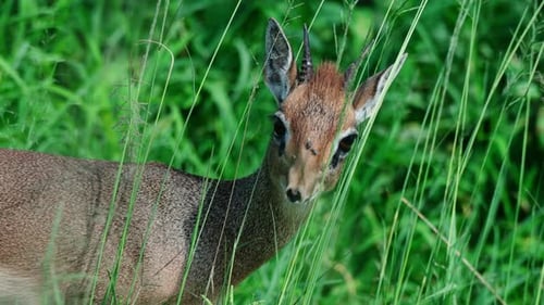 Close up of DikDik in the grass