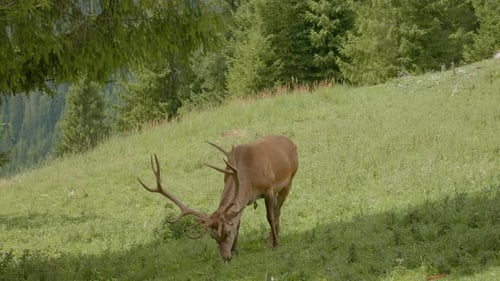 Wild deer grazing in green mountains during a sunny day