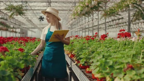 Female Florist is Standing on Row with Red Flowers at Greenhouse During Working Day and Examining