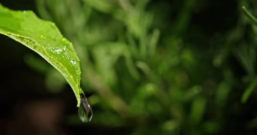 Sunlit Water Droplets Cascading Down a Green Leaf Capturing the Refreshing Essence of a Summer Rain