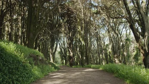 Slow motion camera inside tropical dense forest along travel path. Presence effect.