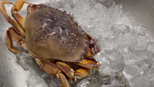 LIVE Dungeness crab bought from a local fish market.