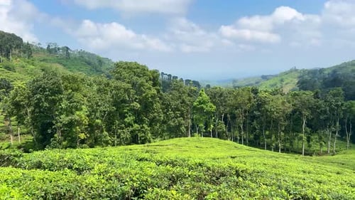 Plantation de thé touristique