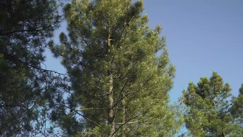 Nahaufnahme auf dem Baldachin einiger Pinien, die im Wind zittern, mit blauem Himmel im Hintergrund. Stead