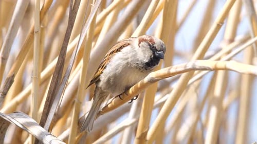 House Sparrow