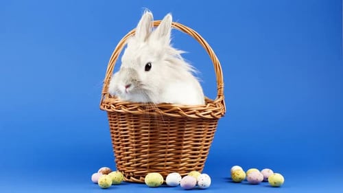 Fluffy White Rabbit in Basket With Easter Eggs