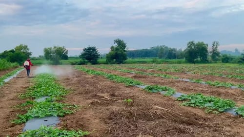 Farmer Sprays Crops in Rural Agricultural Field