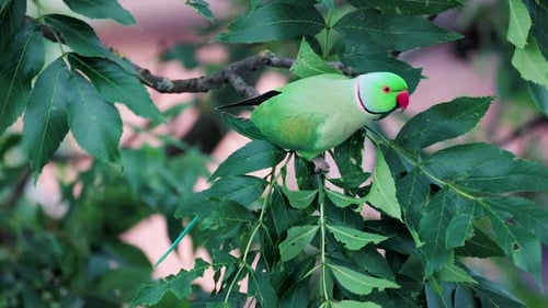 Beautiful green parrots are sitting on the branches of a tree. Green leaves in the background.