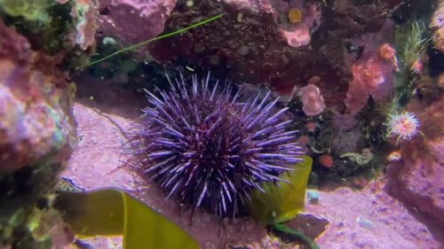 Oursin violet. Des espèces envahissantes détruisent la forêt de varech
.