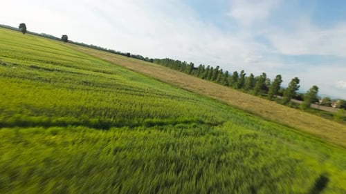 Spring Coloring Green The Giant Wheat Field Aerial