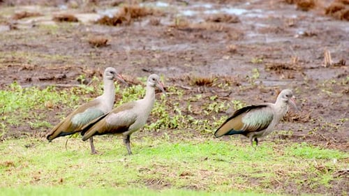 Groupe de trois ibis Hadada se reposant à côté d'une zone humide boueuse