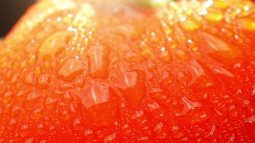 Vibrant Tomato with Fresh Water Droplets Close-Up