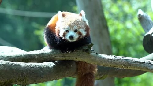 Red Panda Sitting on a Branch in Nature