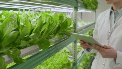 Male Agricultural Scientist Checking Green Salad