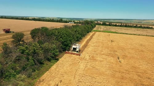 Aerial Drone View Harvester Working in Wheat Field Harvesting Combine Machine Cutting Cultivated