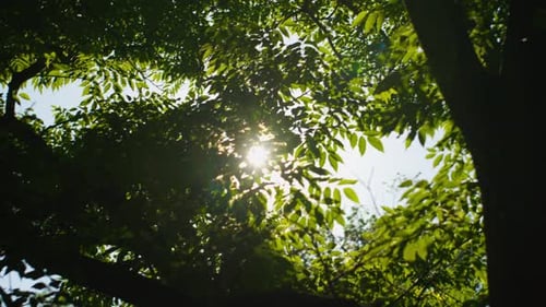 Sonne scheint durch Blätter eines Baumes, Fackeln, filmt unter einem Baum, Handgerät