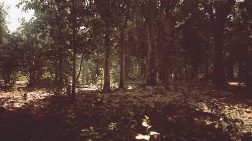 Misty Beech Forest on the Mountain Slope in a Nature Reserve