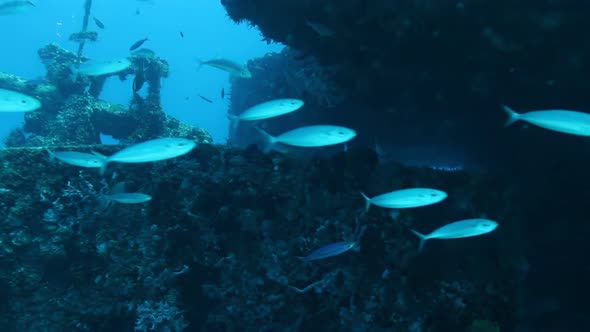 Fish Underwater in Xcaret Yucatan Mexico, Nature Stock Footage ft ...