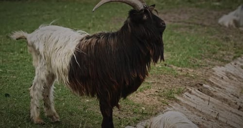 Impresionante cabra con melena larga