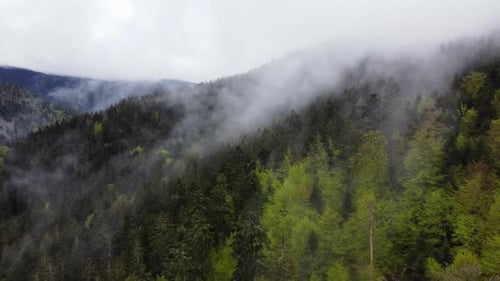 Aerial spring forest evergreen trees with clouds fog 4K