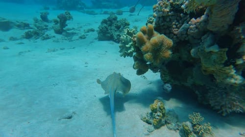 Blue Spotted Stingray in the Red Sea Swims Along the Coral Reef The Beauty and Diversity of