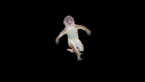 32 Monkey Dance HD