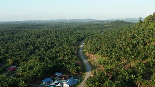 Oil palm plantations sunrise aerial view, Pagoh, Malaysia