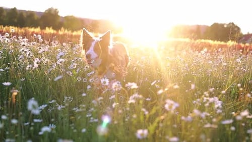 Border Collie debout au milieu d'une prairie avec des fleurs de marguerites rétroéclairées par la lumière du soleil au printemps. - fermer