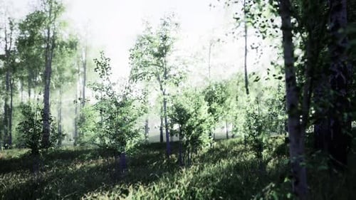 Tranquil Birch Grove Bathed in Subtle Light with Textured Bark