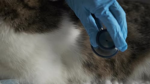 Veterinarian Examines Cat with Stethoscope in Clinic