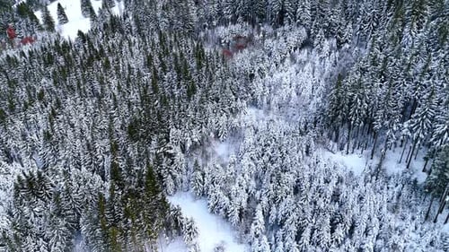 Vast pine tree woods growing on the mountain slope covered with snow.