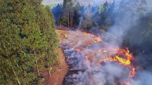 Forest firefighters create fire break corridor, flames fight flames