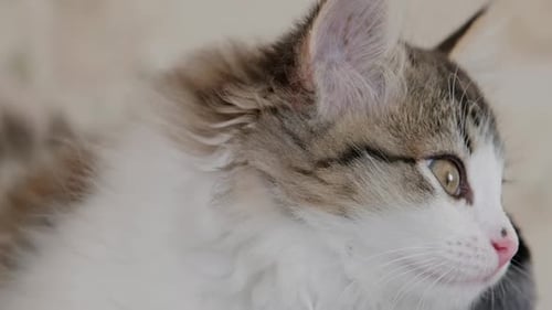 Fluffy Kitten Resting Comfortably