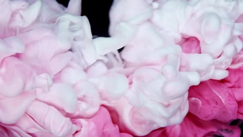 Pink and White Acrylic Paint in Water Blooms and Dissolves on a White Background Beautiful