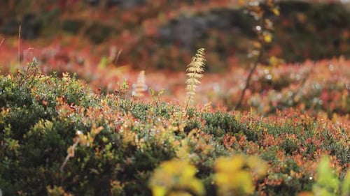 Zarte Pferdegrasstämme ragen über dem weichen Teppich der farbenfrohen Herbstvegetation im Norweg
