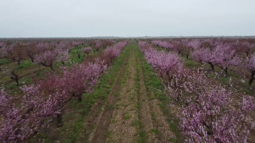 Peach Garden in Bloom