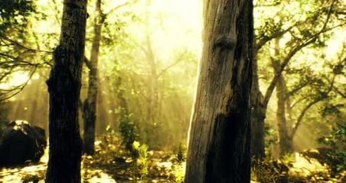 Sunlight Filters Through Trees in a Serene Forest Setting at Dawn