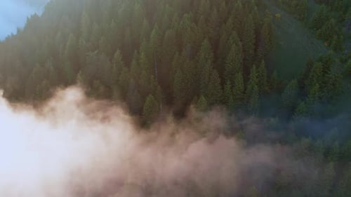 An Aerial Of A Foggy Forest