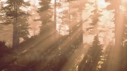 Sunset in the Foggy Forest