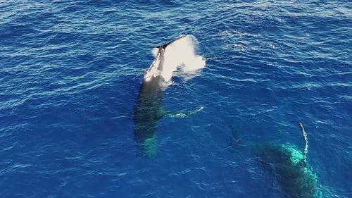 Aerial View of Humpback Whales Swimming in Blue Ocean Water, Drone Shot
