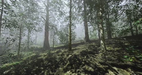 Misty Forest Landscape with Tall Trees and Soft Sunlight Filtering Through